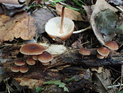 Collybiopsis dichroa