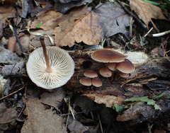 Collybiopsis dichroa