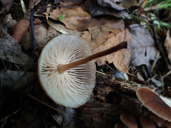 Collybiopsis dichroa