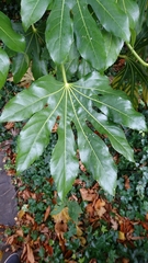 Fatsia japonica