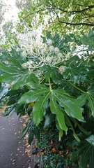 Fatsia japonica