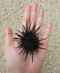 Stomopneustes variolaris