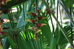 Heliconia platystachys