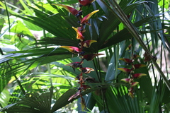 Heliconia platystachys