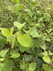 Heliotropium verdcourtii