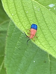 Thonalmus chevrolati