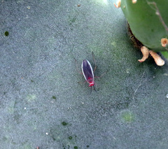 Hesperolabops gelastops