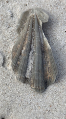Nodipecten fragosus