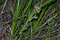 Oxypetalum aurantiacum