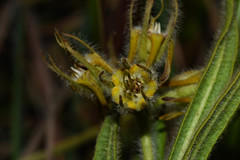 Oxypetalum aurantiacum