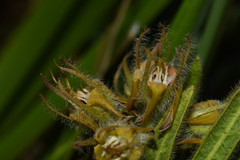 Oxypetalum aurantiacum