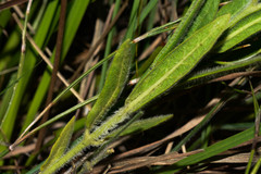 Oxypetalum aurantiacum