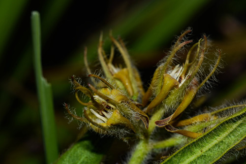Oxypetalum aurantiacum