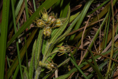 Oxypetalum aurantiacum