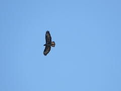 Buteo buteo