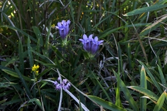 Gentiana scabra buergeri