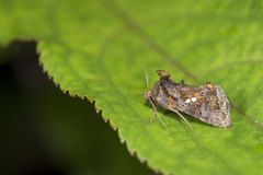 Scriptoplusia nigriluna