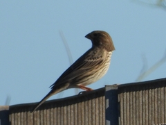 Emberiza calandra