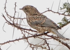 Melaenornis semipartitus