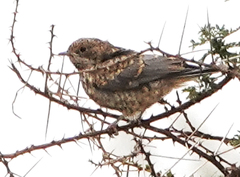 Melaenornis semipartitus