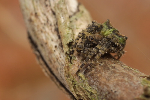 Humped orbweb spider