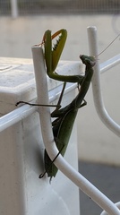 Mantis religiosa religiosa