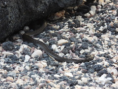 Pseudalsophis biserialis