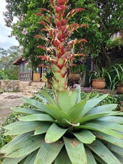 Alcantarea imperialis