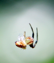 Synema marlothi