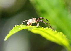 Synema marlothi