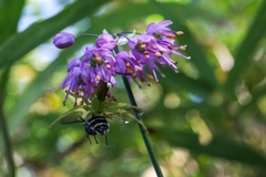 Allium thunbergii