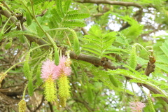 Dichrostachys