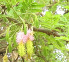 Dichrostachys