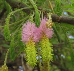 Dichrostachys