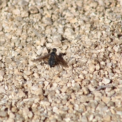 Poecilanthrax californicus