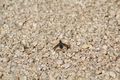 Poecilanthrax californicus