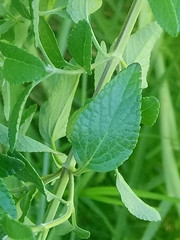 Salvia