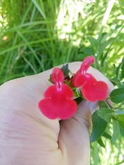 Salvia