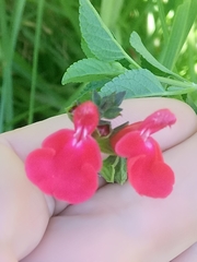 Salvia