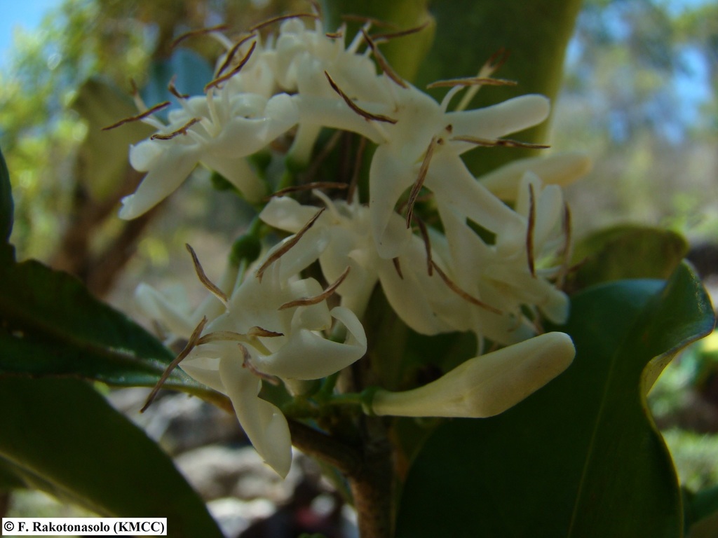 Coffea perrieri