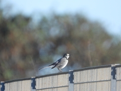 Motacilla alba