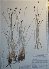 Eleocharis kamtschatica