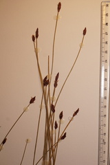 Eleocharis kamtschatica