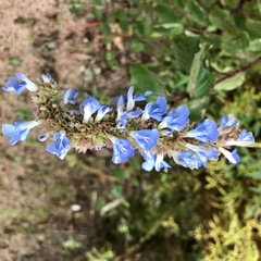 Salvia uliginosa
