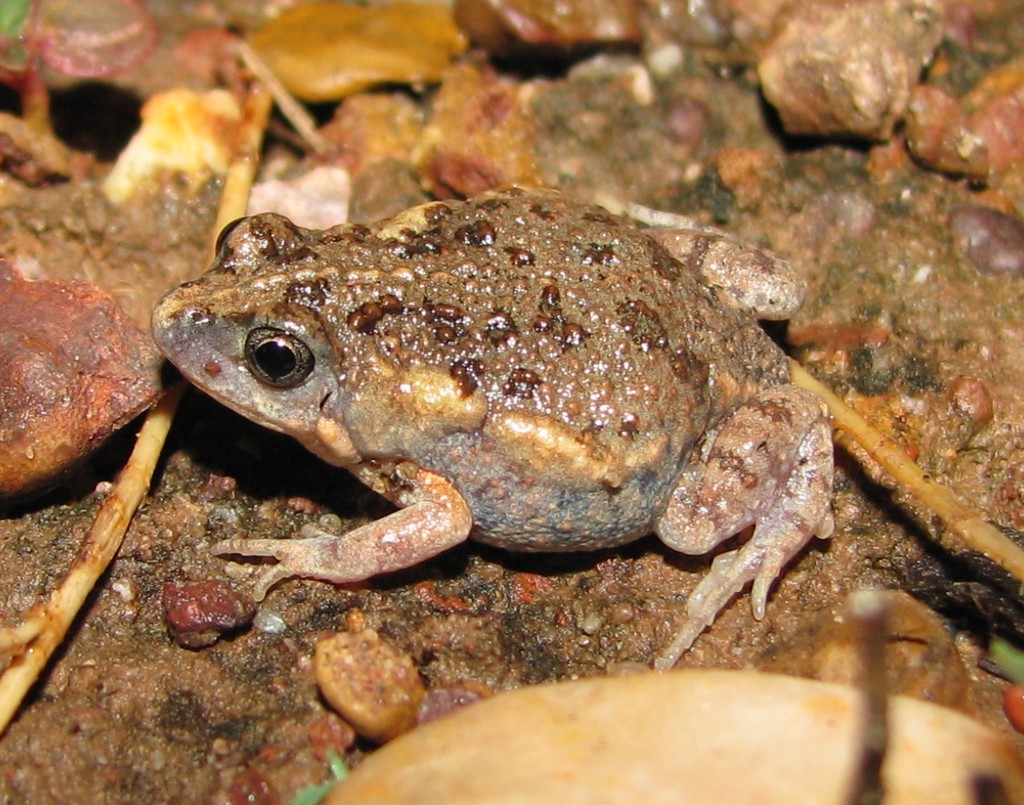 Stonemason's Toadlet