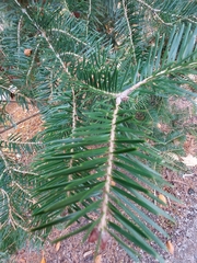 Abies holophylla