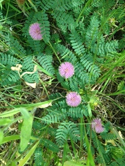 Mimosa quadrivalvis