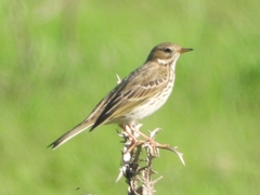 Anthus pratensis