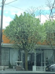 Pyrus calleryana
