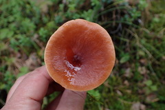 Lactarius sphagneti